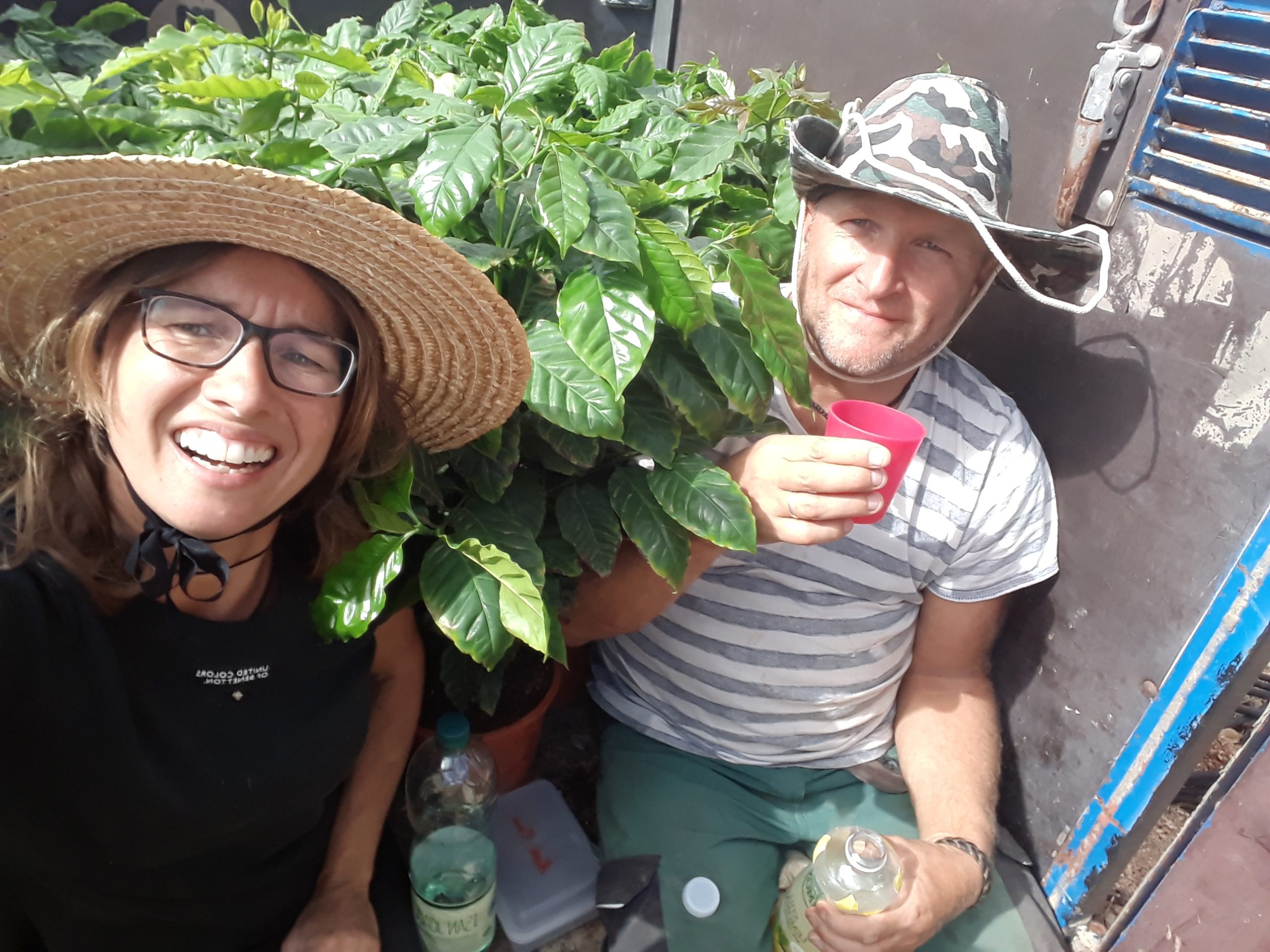 A u P im Anhänger mit Kaffeepflanzen A u P im Anhänger mit Kaffeepflanzen