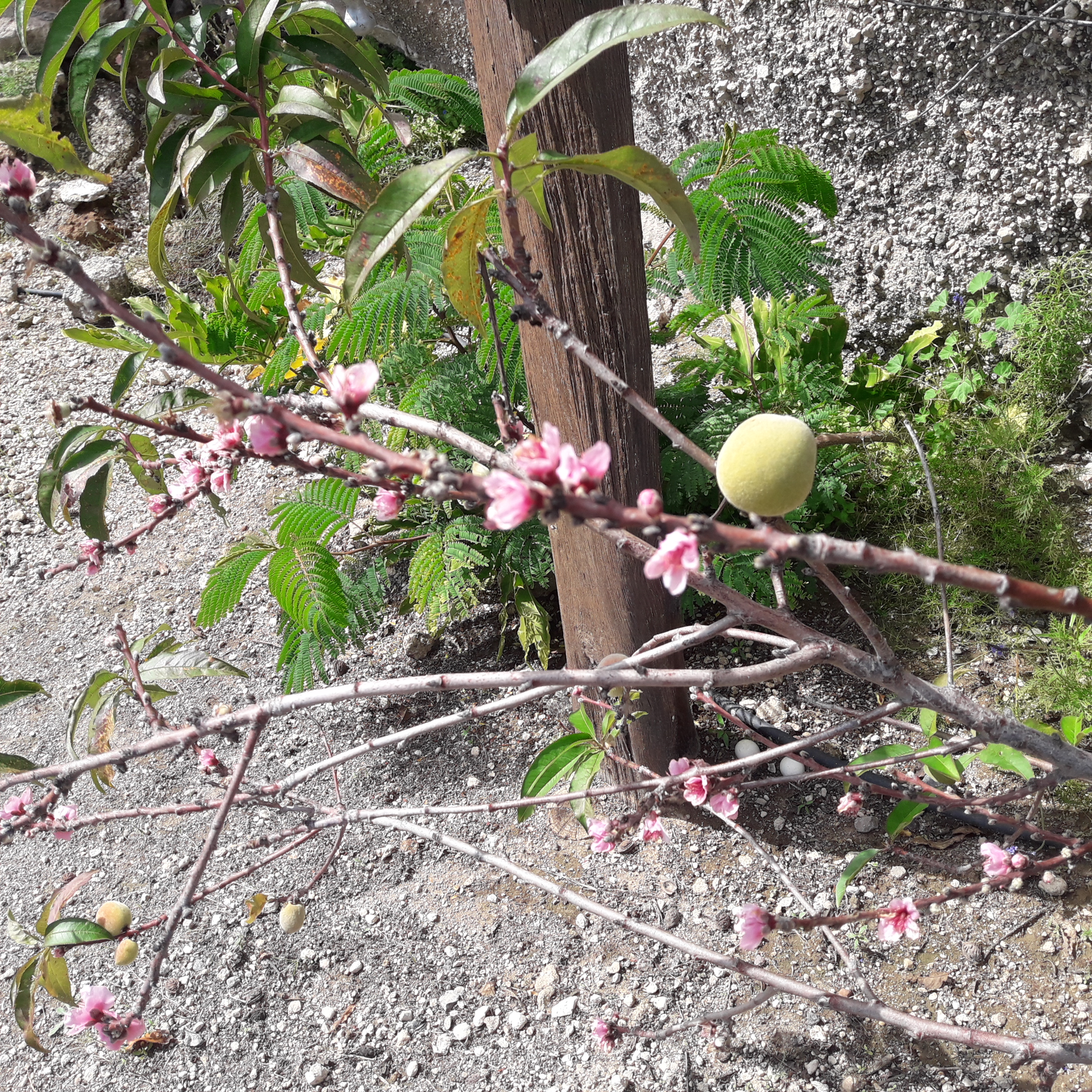 Pfirsichbaum mit Frucht und Blüte