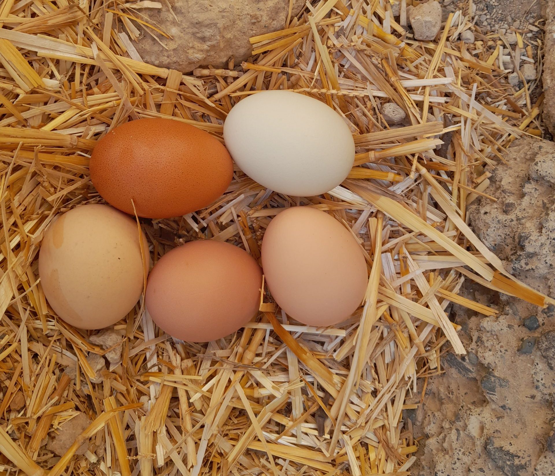 Eier im Nest
