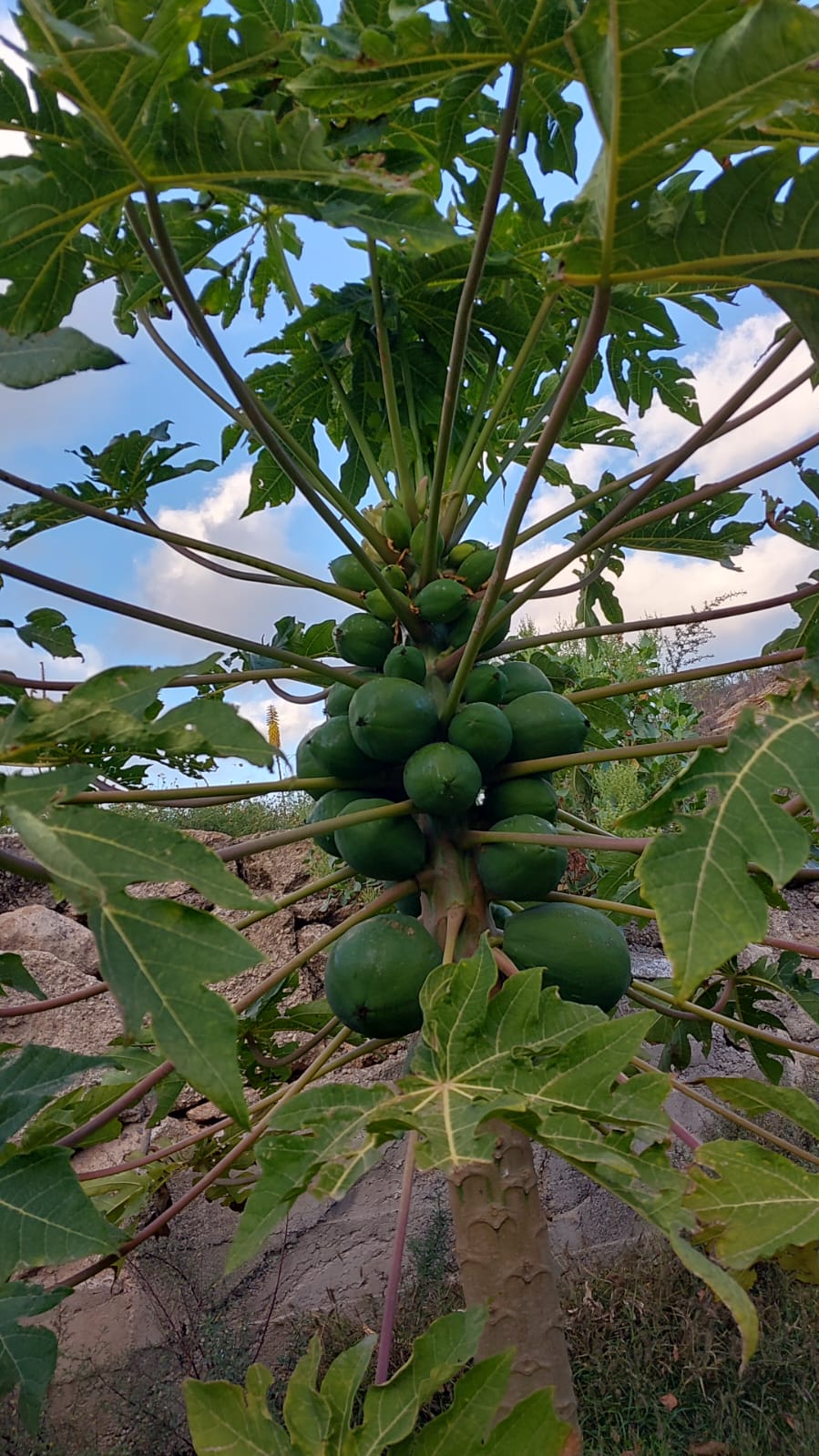 Papaya voller Früchte