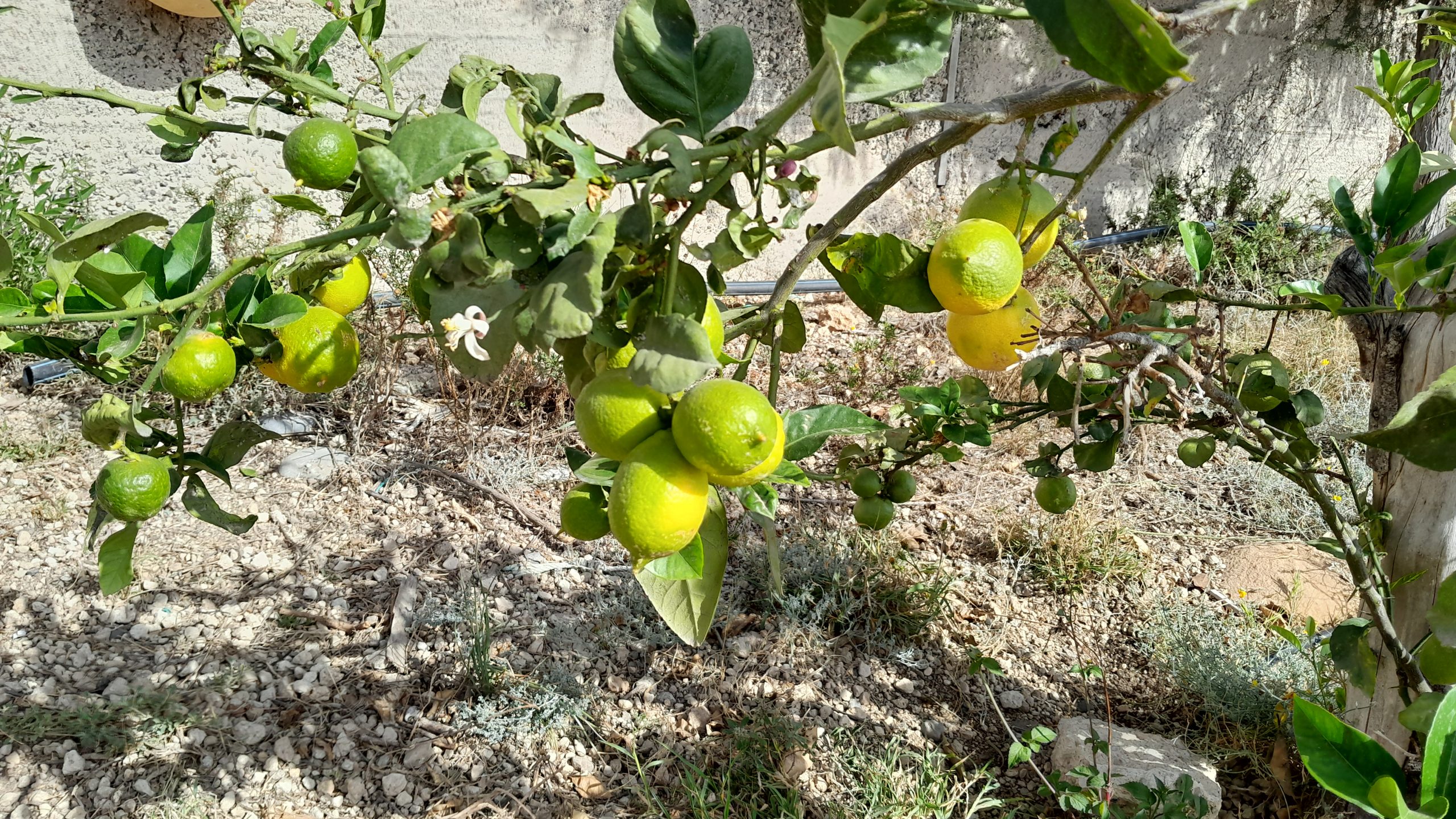 Zitronen und Blüten auf Baum